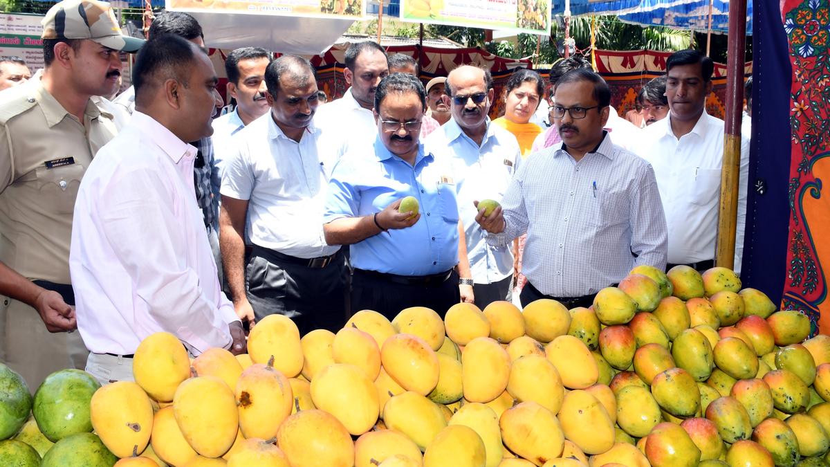 Threeday mango mela begins The Hindu