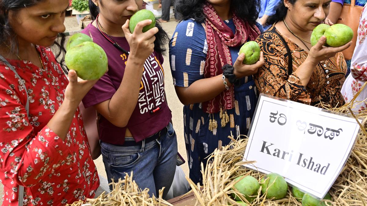 Much awaited ‘Mango Mela begins in Lalbagh The Hindu