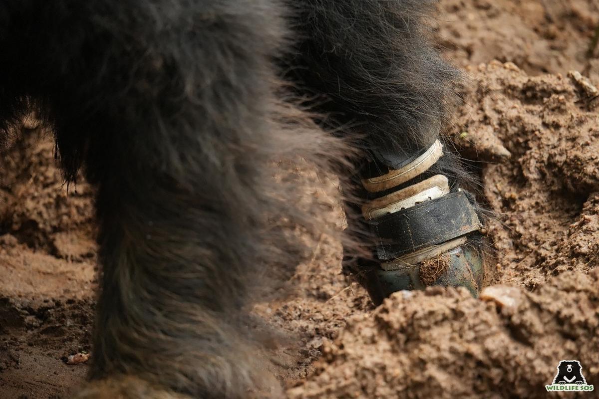 In a first, rescued sloth bear from Ballari district gets prosthetic leg -  The Hindu