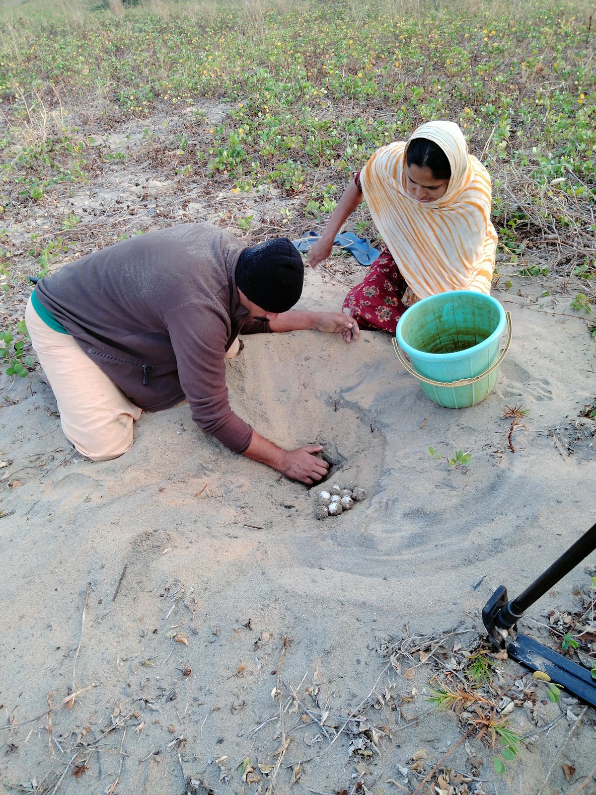 How Villagers On Kerala Beaches Have Turned Protectors Of Olive Ridley Turtles Turtles The Hindu 