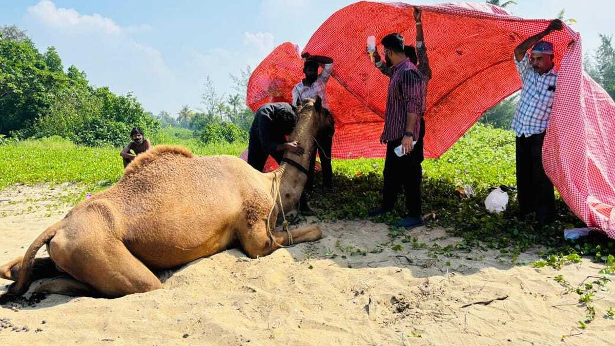 Vets to the rescue of camel in distress at Kuzhuppilly beach