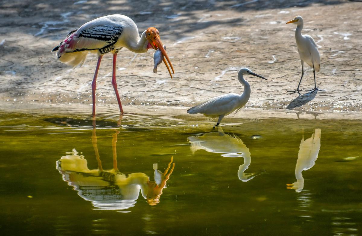 A painted stork 