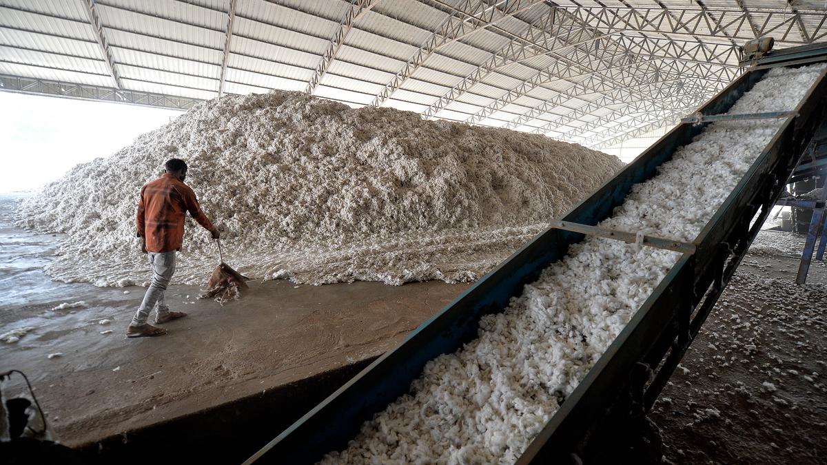 Gujarat farmer distress: Where cotton clouds hang heavy