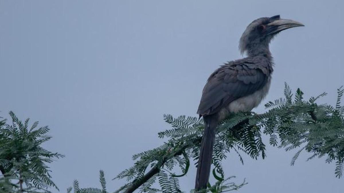 First recorded sighting of Indian Grey Hornbill in Puducherry