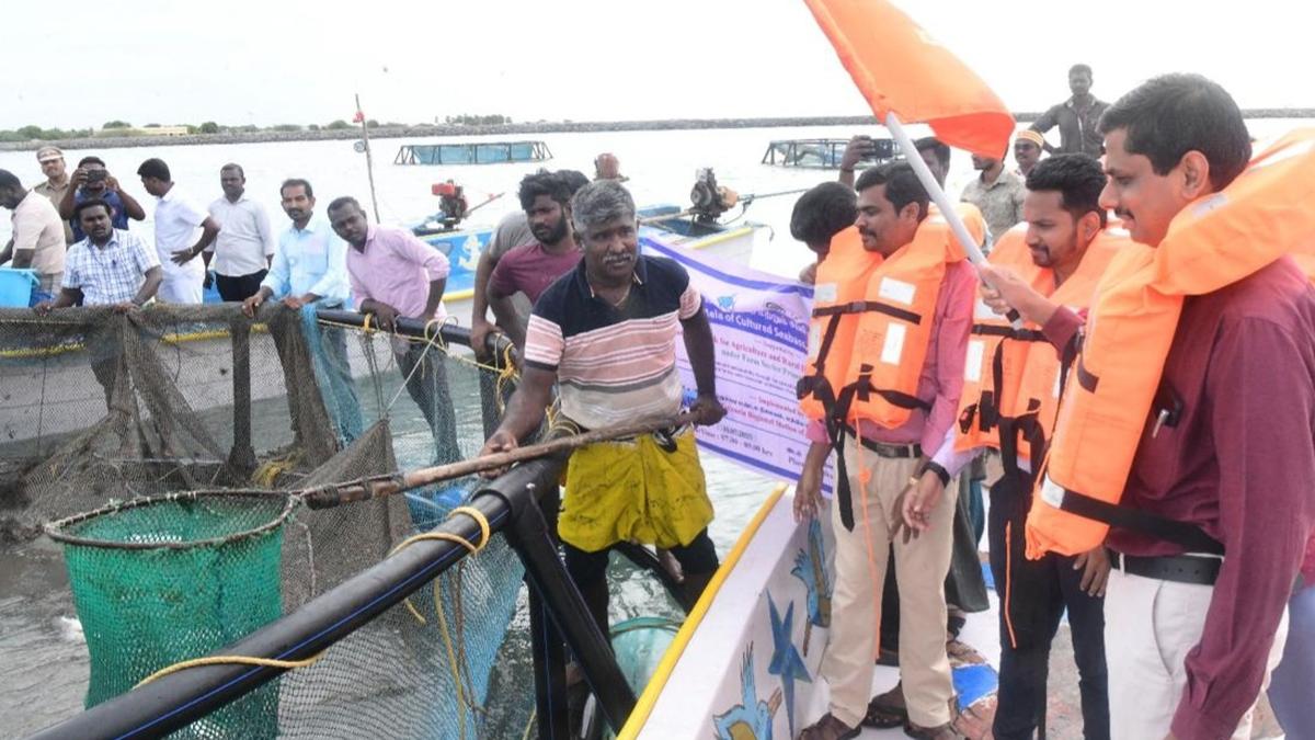 Harvesting of cage cultured Asian Sea Bass begins at Sippikulam