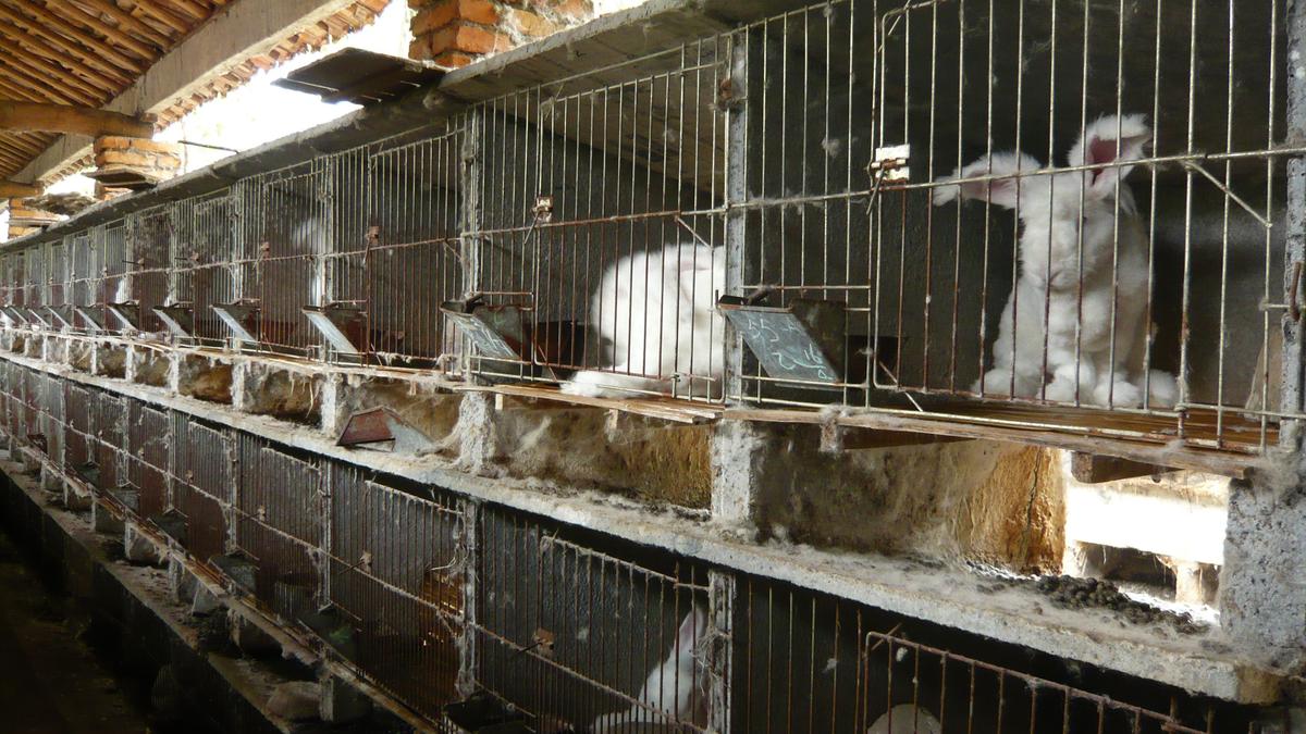 Dozens of viruses detected in Chinese fur farm animals