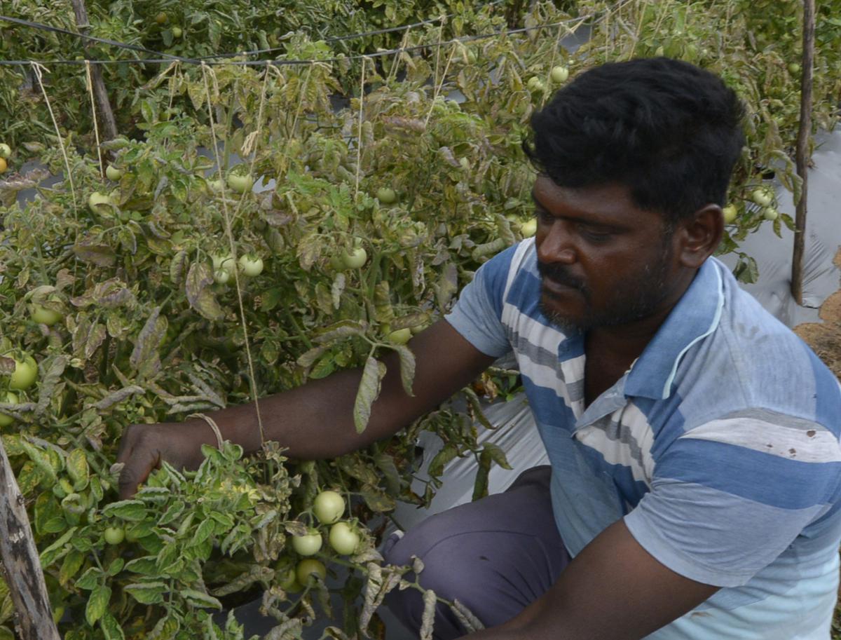 Farmer Raghavendra displaying the tomoatoes that were affected by the leaf curl disease at his farm in Mangasandra village of Kolar district in Karnataka.