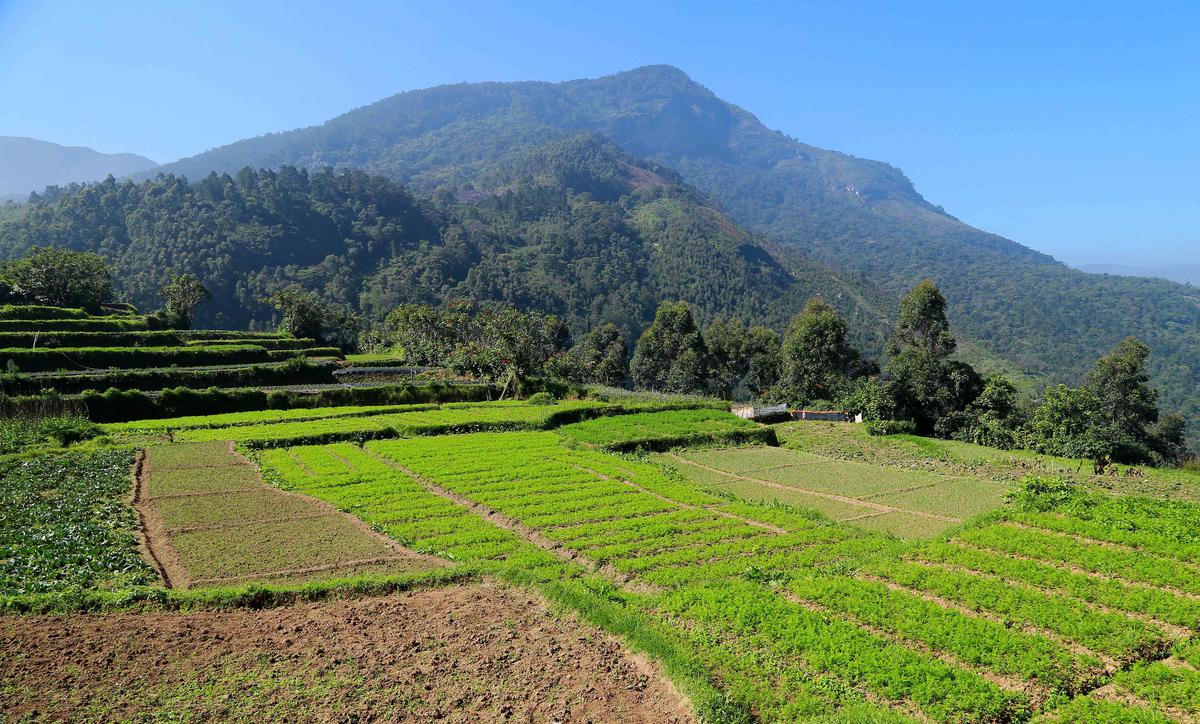 View of a winter vegetable farm at Kanthalloor in Idukki