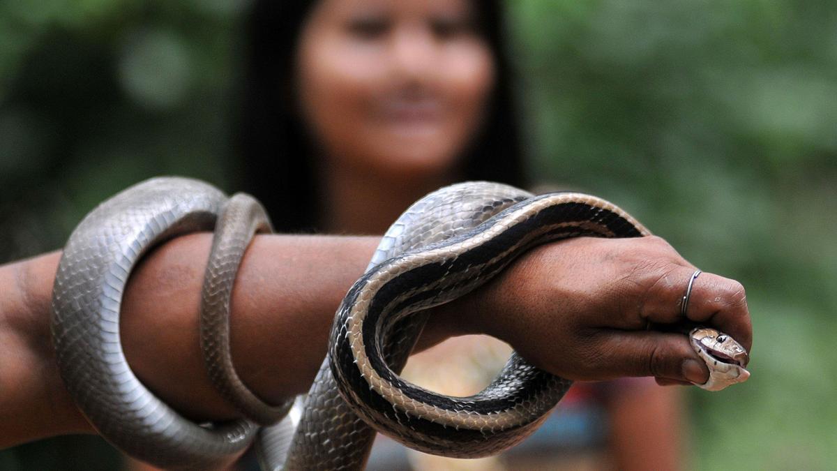 Assam’s Demow Model is focus of ICMR project for ‘zero snakebite deaths’