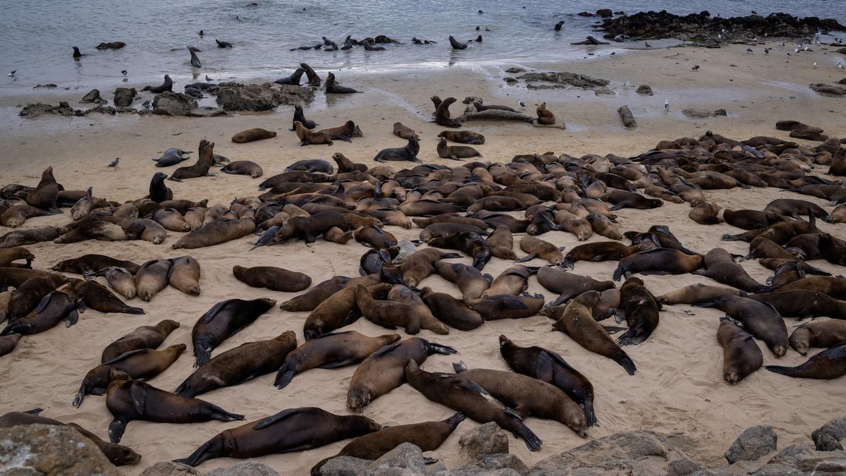 Sea lions take over California beach