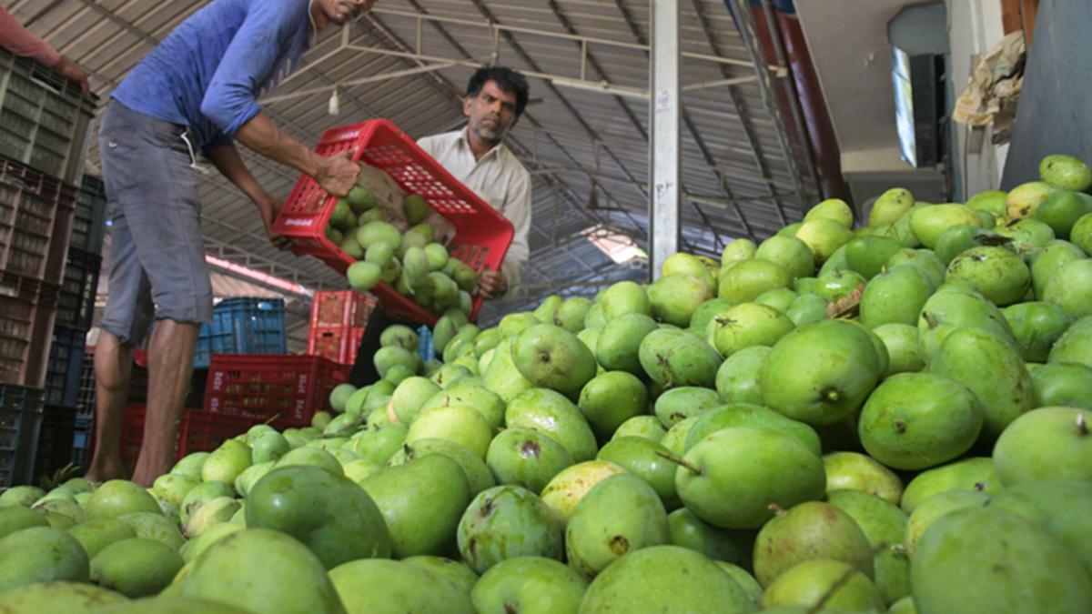With early flowering of mango trees Muthalamada farmers hoping for a