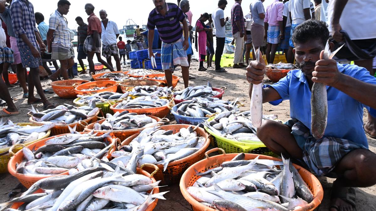 Fishing season begins on a high note in Rameswaram