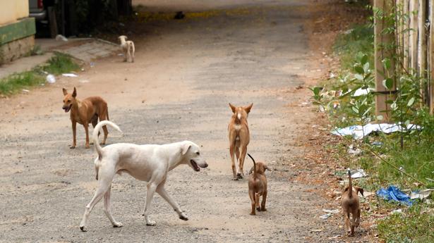 Shot in the arm for Thiruvananthapuram’s Animal Birth Control programme