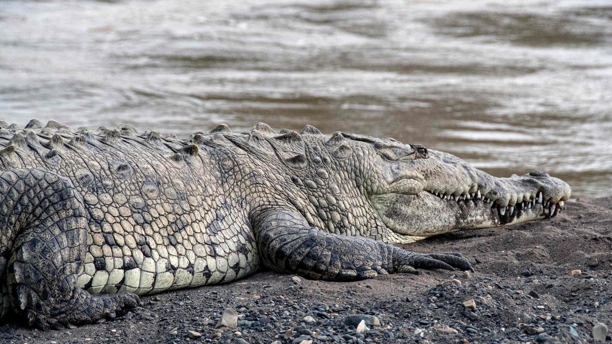 Costa Rica crocodiles survive in ‘most polluted’ river - The Hindu