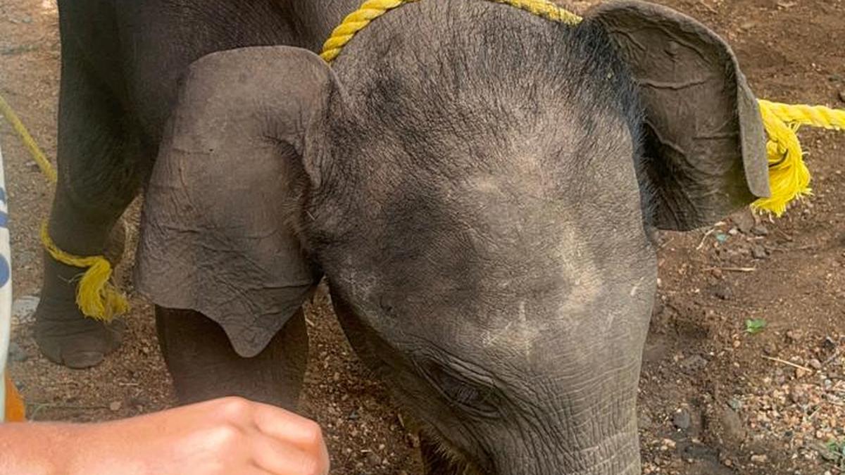 Efforts on to reunite stranded elephant calf with mother near Coimbatore