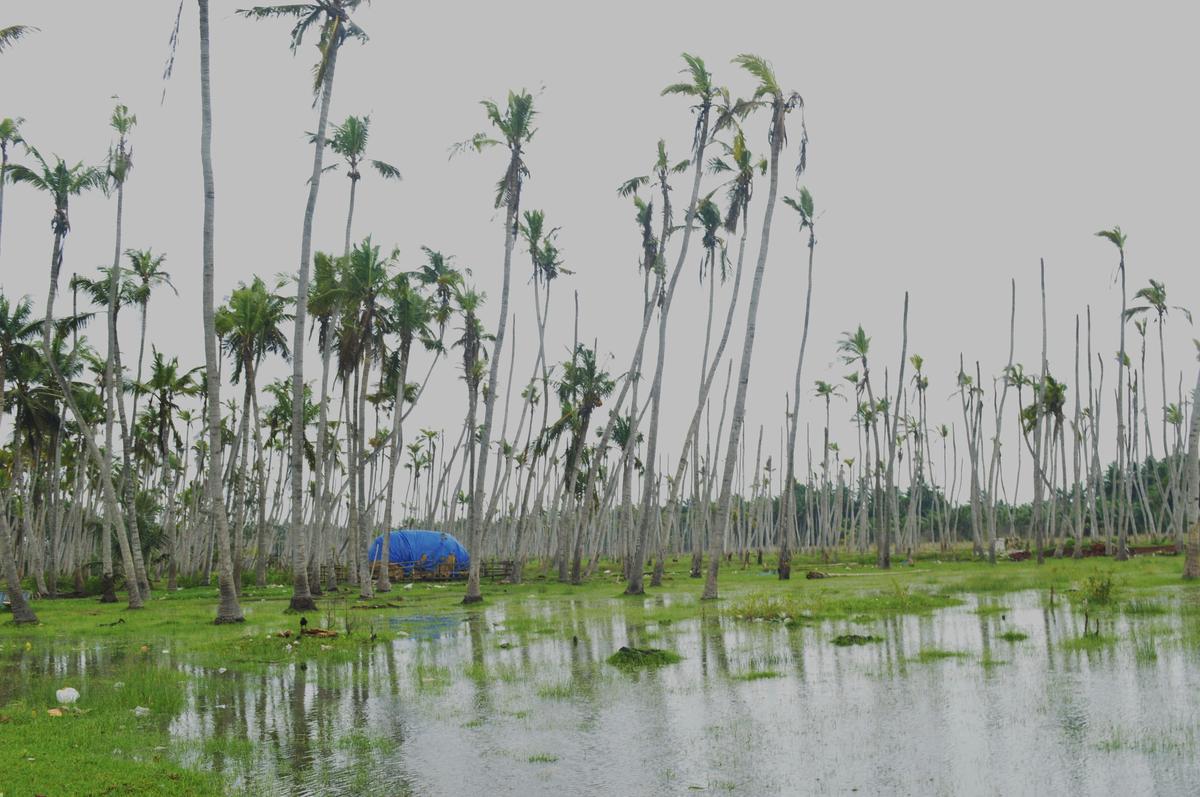 Salt water stagnated at a coconut grove in Kesanapalli village. 