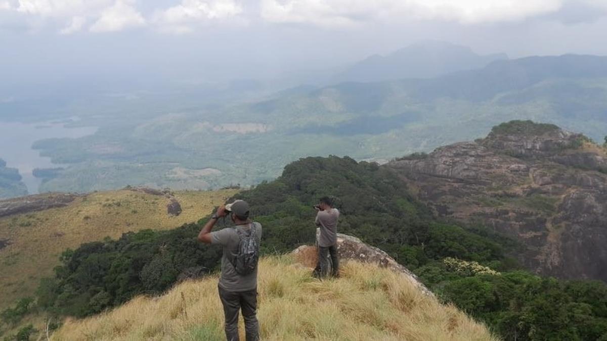 Synchronised estimation of Nilgiri Tahr begins in Tamil Nadu, parts of Kerala