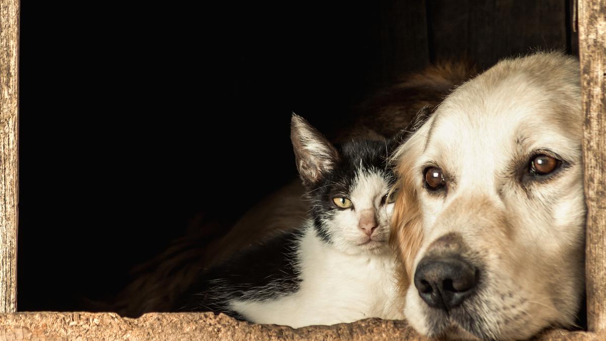 Greater Chennai Corporation improves the portal for pet registration