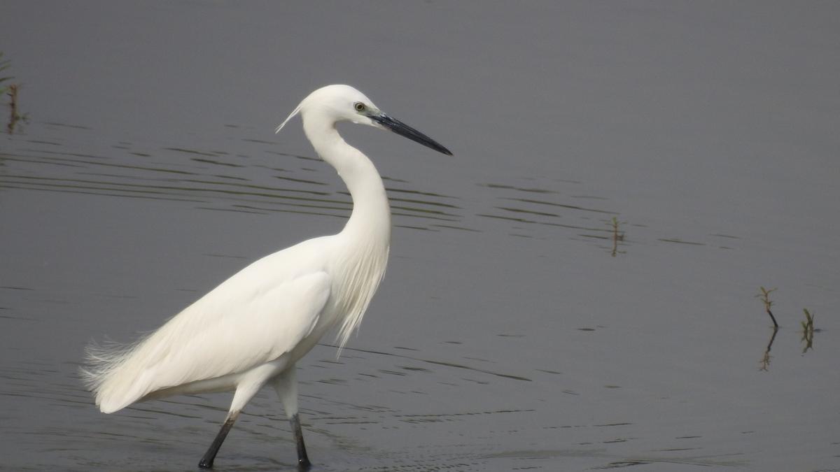 Members of Perur Lake Forum document bird population at an urban wetland for six years