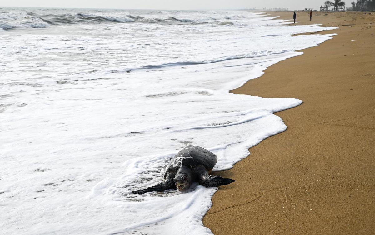 Along the 34-kilometre coast from the Marina Beach in Chennai to Kovalam in Chengalpattu, seeing dead sea turtles on the shore during mating season is not an unusual phenomenon, but the numbers this year have been unprecedented.