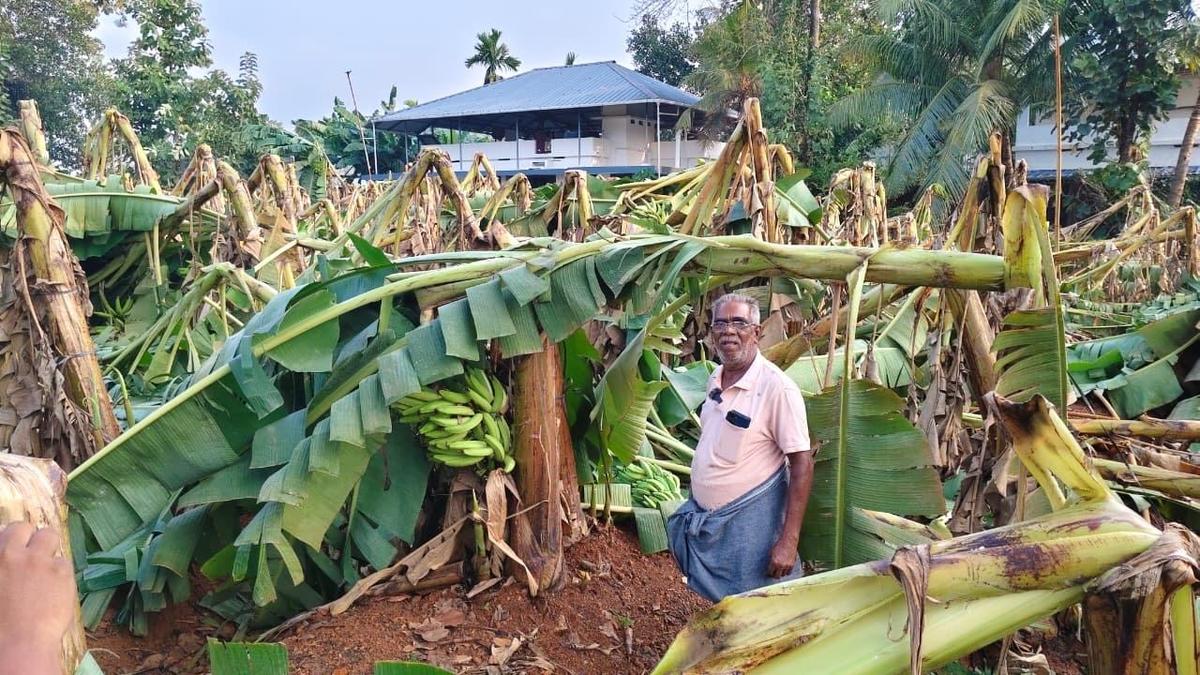 Strong winds batter Kothamangalam; houses damaged, trees uprooted