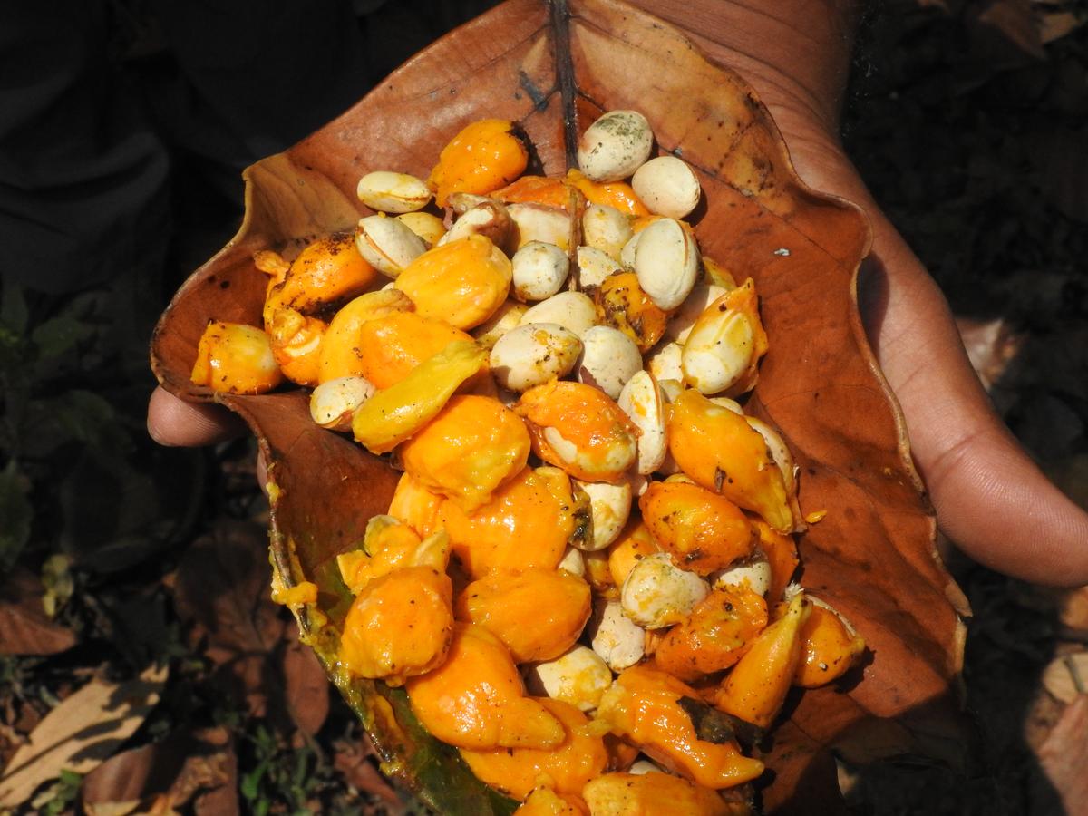 Seeds of Artocarpus hirsutus – a species that is endemic to the Western Ghats (found nowhere else on Earth) – during rescue from a coffee agroforest to a restoration nursery.
