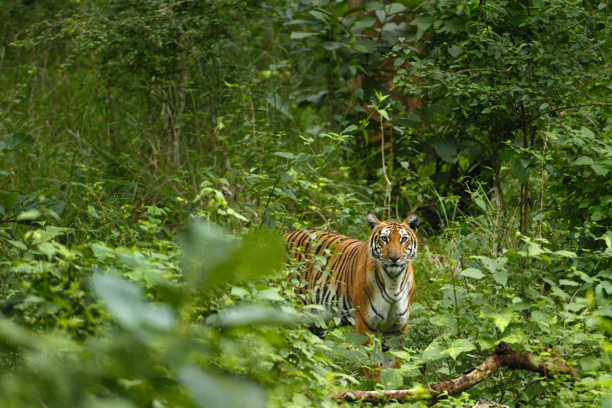 Tiger, tiger burning right – Hindu