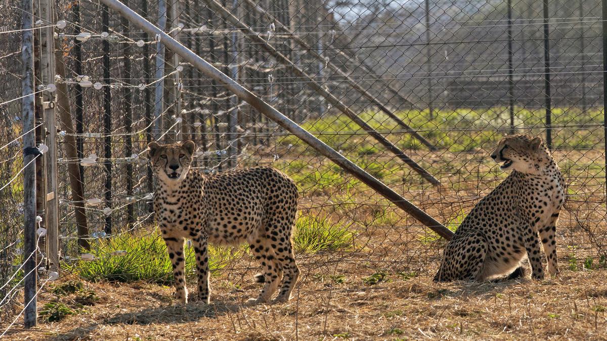 Cheetahs from Namibia to be translocated on September 17