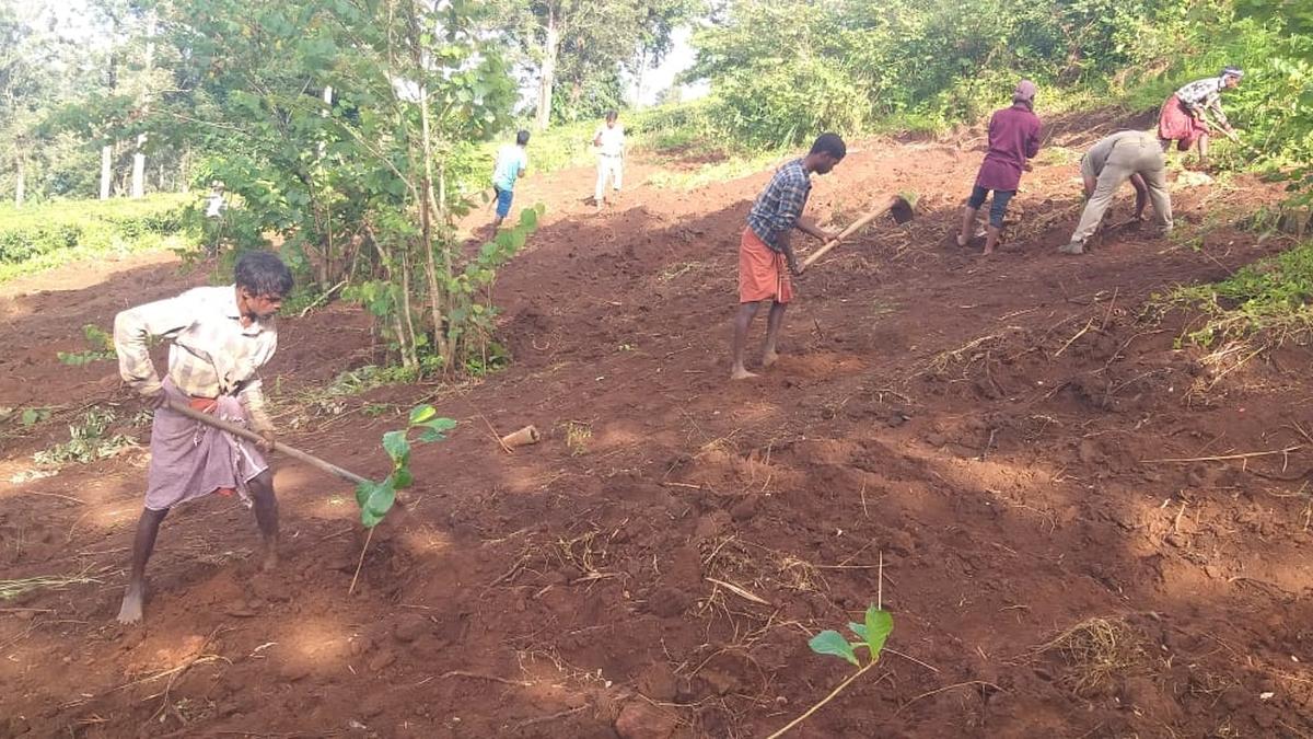 Grassland restoration being undertaken to improve food availability for wildlife and mitigate human-elephant interactions in Gudalur
