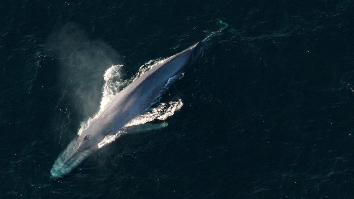 Le bruit de l’exploitation minière en haute mer peut perturber le chant des baleines