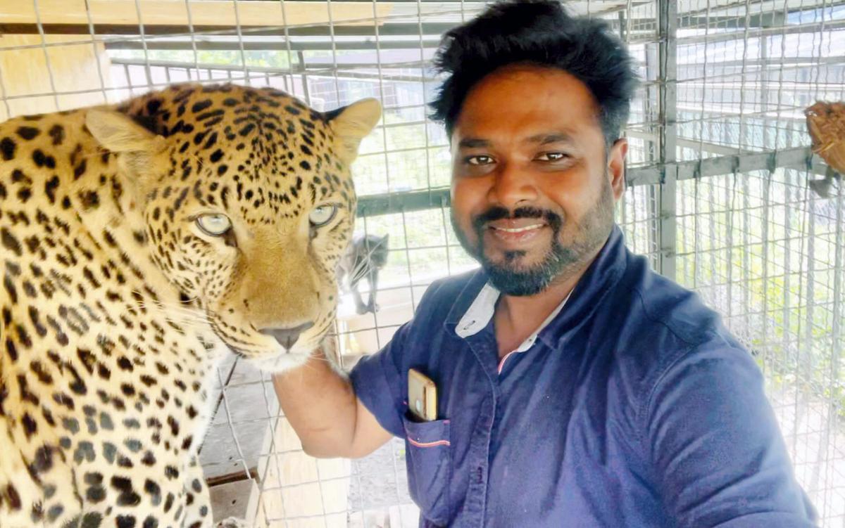 Indian doctor appeals to govt. to rescue his pet jaguar and panther from  Ukraine - The Hindu