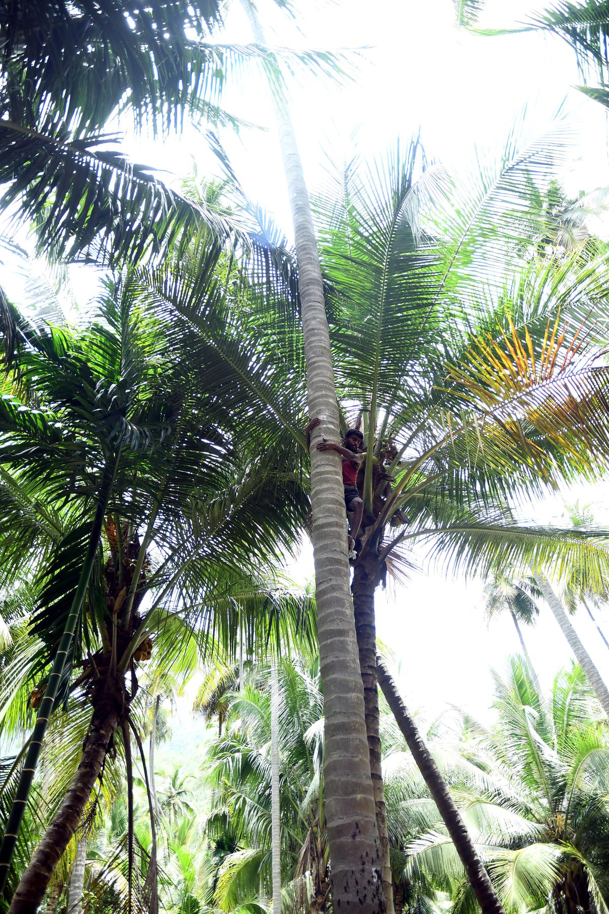 ‘Ayyampalayam Nettai’ coconut trees near Marudhanidhi dam in Dindigul district