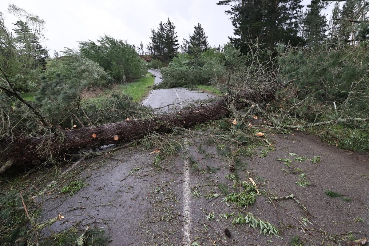 Fallen trees block a road after they fell during strong winds in Waiau, New Zealand, Thursday, Oct. 23, 2025. 