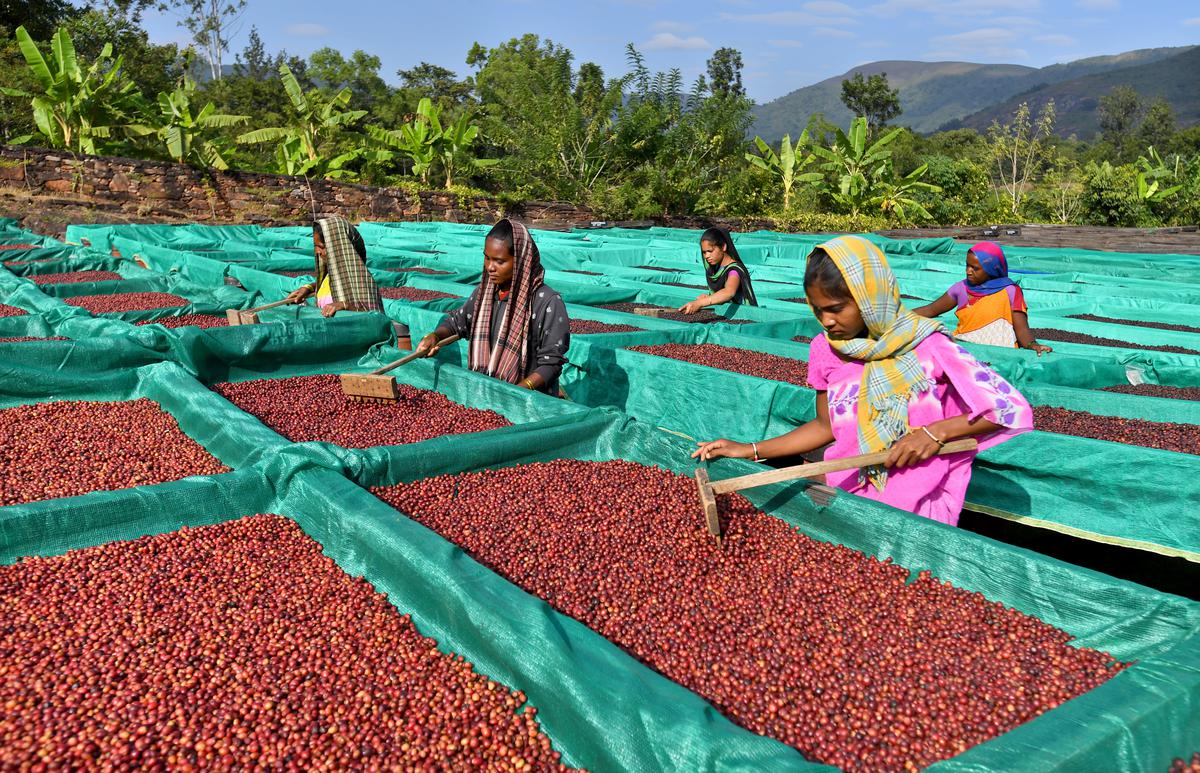 Organic coffee beans being processed at the central processing unit of Naandi Foundation in Araku. 
