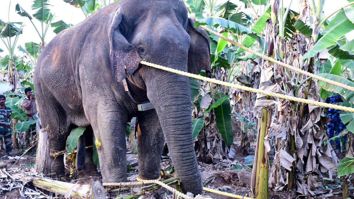 ‘Makhna’ elephant captured in Coimbatore, shifted to rescue truck amid stiff resistance