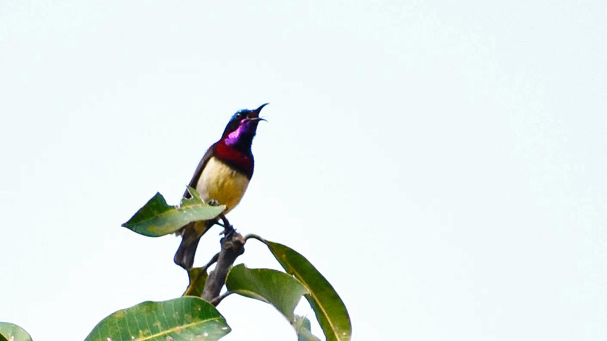 Bird species exploded after dinos’ doom, largest yet bird genetics study says