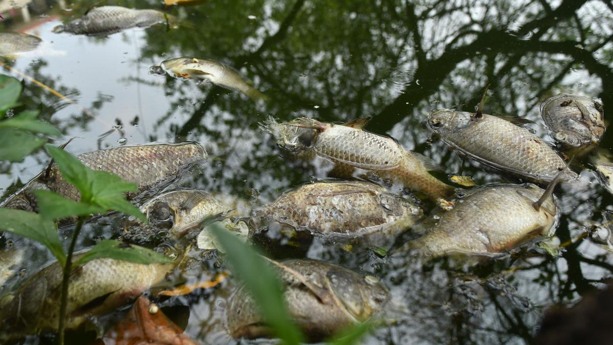 Death of fish disturbs the serenity of Lotus Pond