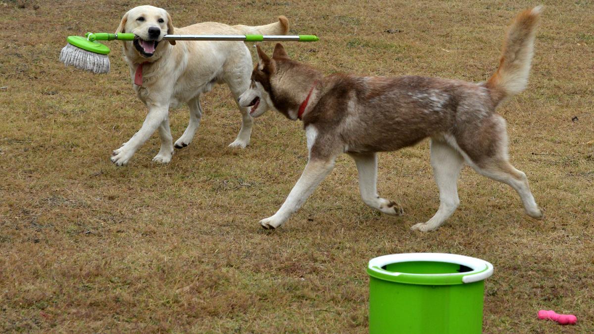 In Gurugram, import details of foreign breeds put dog registration on hold