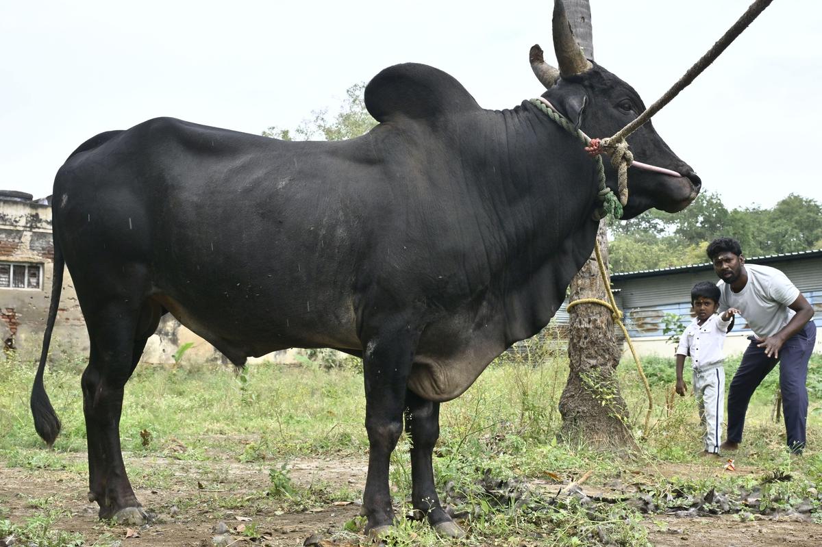Malarmannan è un domatore di tori jallikattu che ora sta addestrando suo figlio. 
