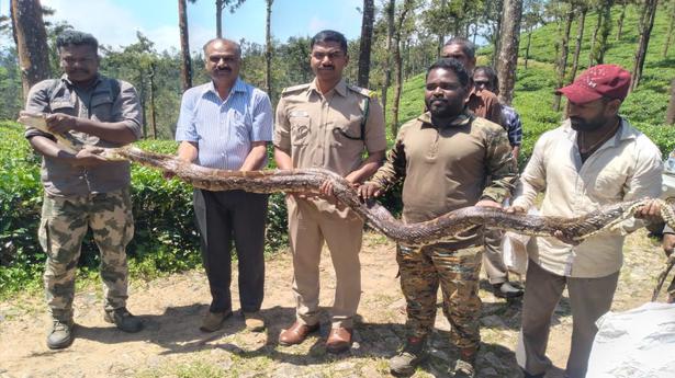 Indian rock python rescued near Pandalur in Ooty