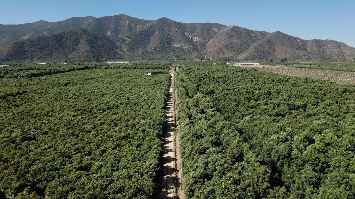 Before the toast: The wild story of avocado