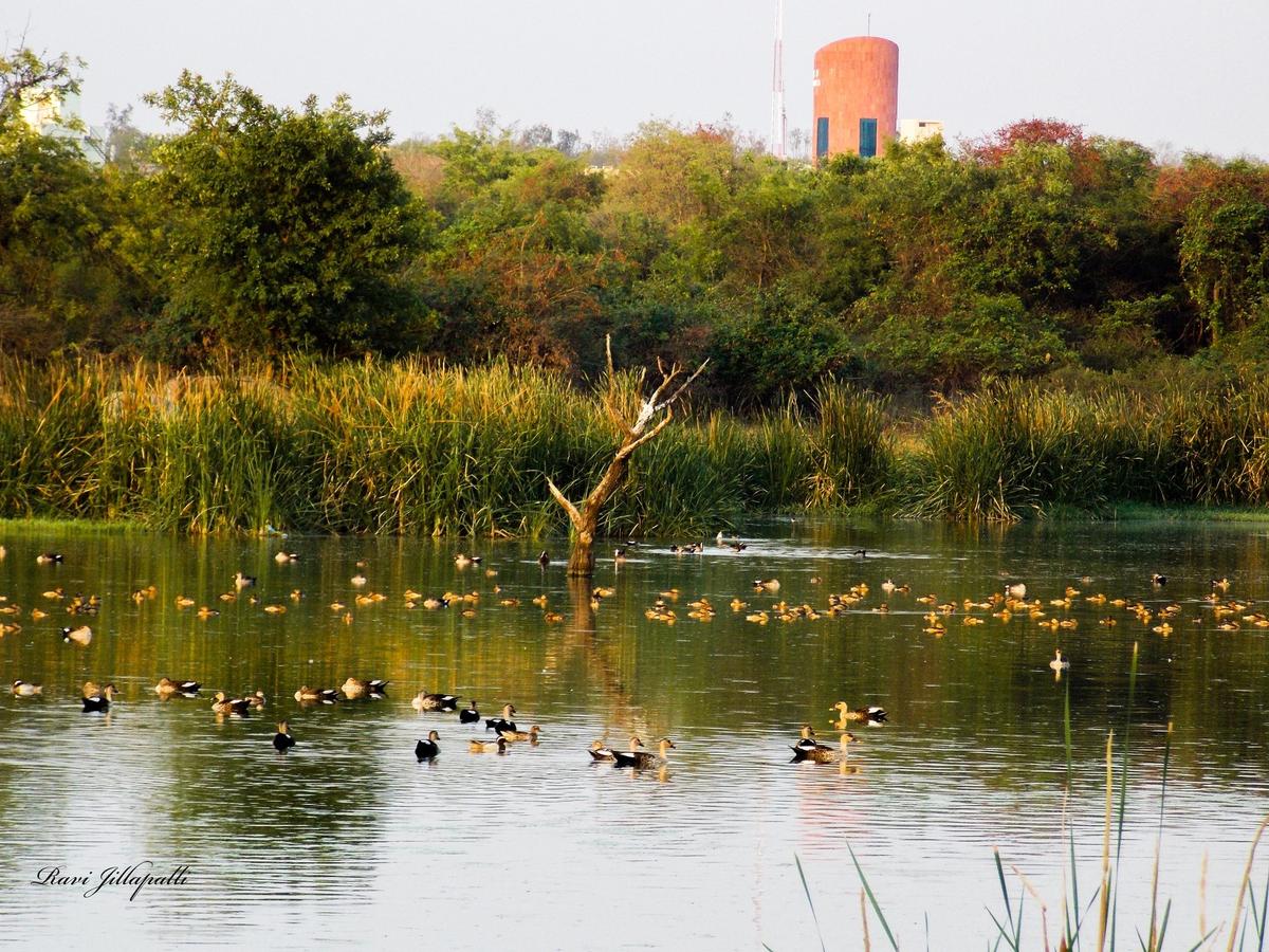 Water bodies in Kancha Gachibowli are home to several species of water fowl, and migratory birds.