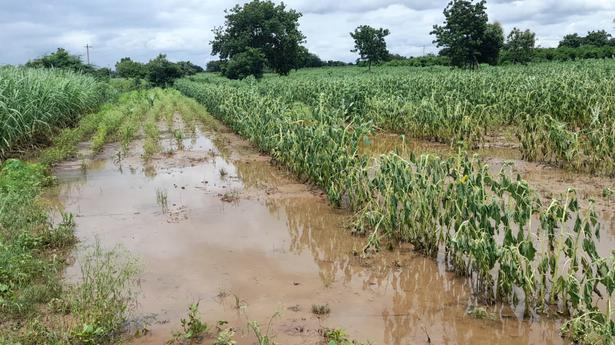 Bhima in spate, causes damage to standing crops in Afzalpur
