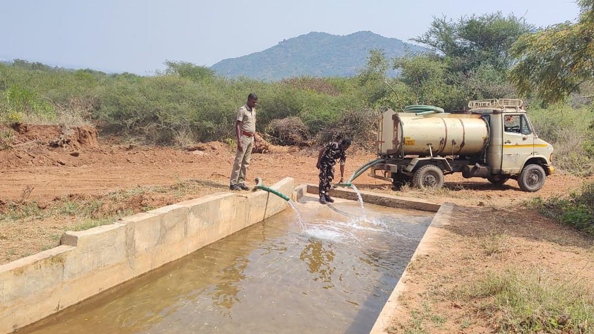 Forest Department keeps water in 101 troughs across Coimbatore Forest Division for wild animals