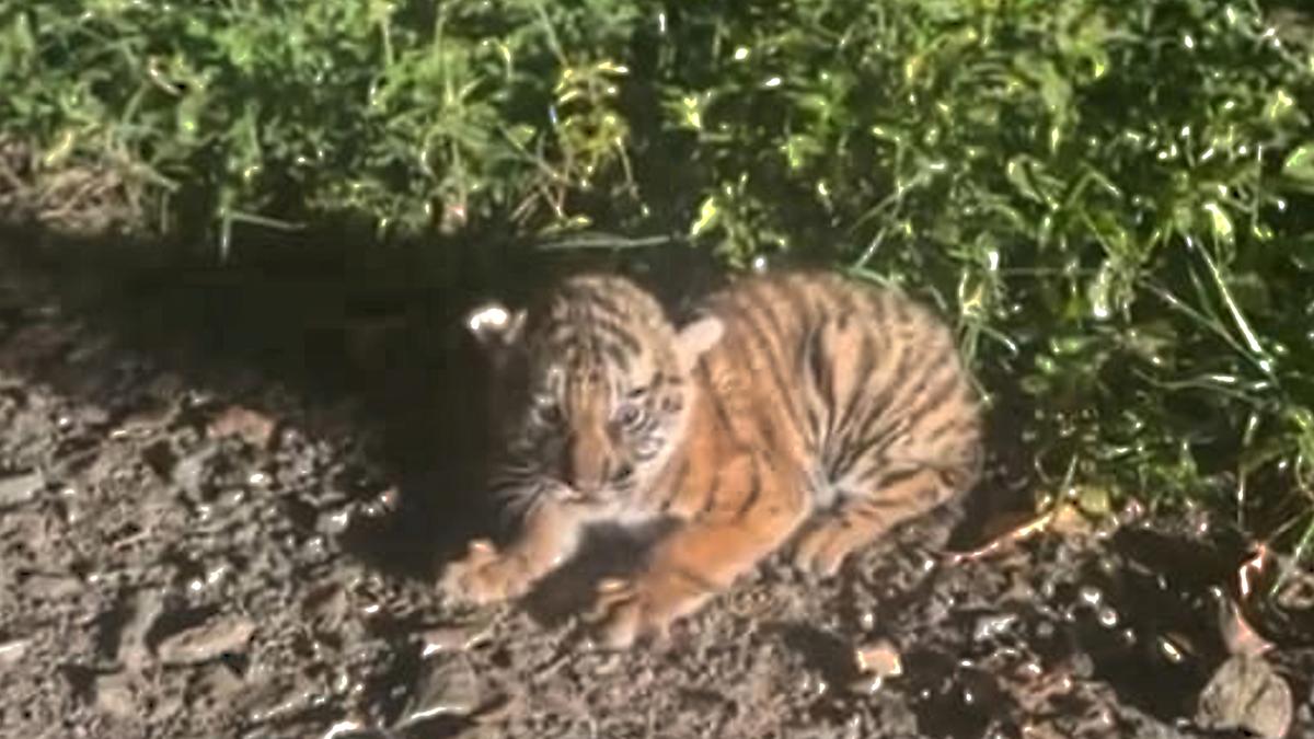 Karnataka: 3 tiger cubs found at BRT Tiger Reserve to be shifted to Mysuru rescue centre