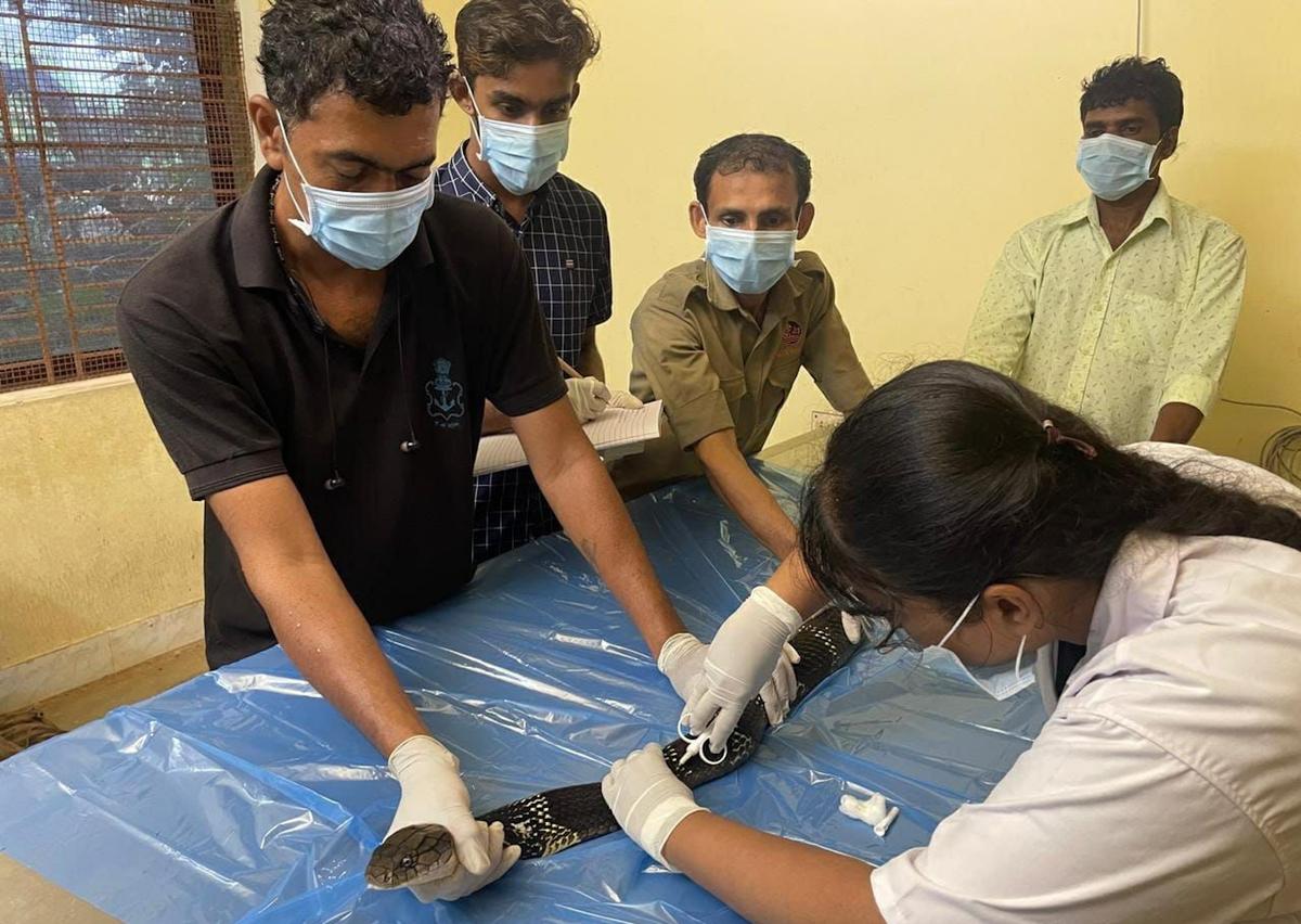 Implanting a microchip in a King Cobra at Pilikula Biological Park, in Mangaluru. 