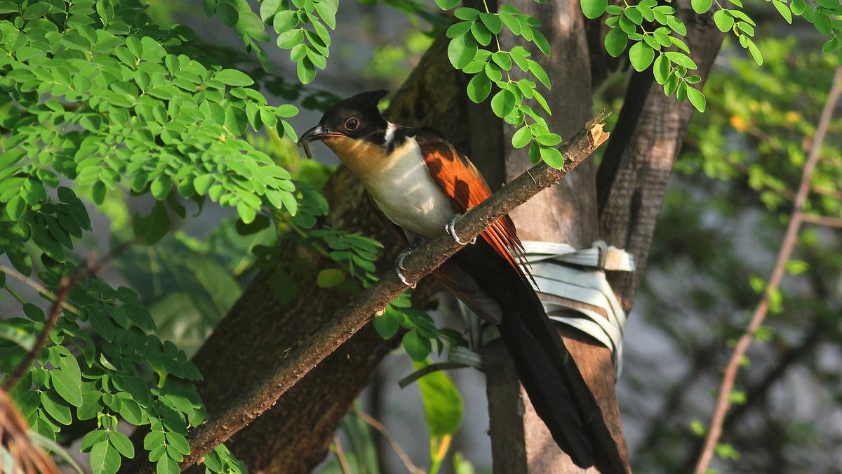 Now the chestnut-winged cuckoo has more pit stops in and around Chennai 
