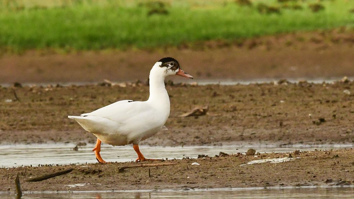 Rare leucistic Indian spot-billed duck spotted in waterbody near Tiruppur