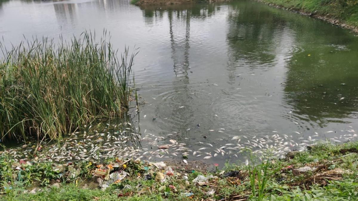 Large number of fish found dead in Haralur lake for second time this year