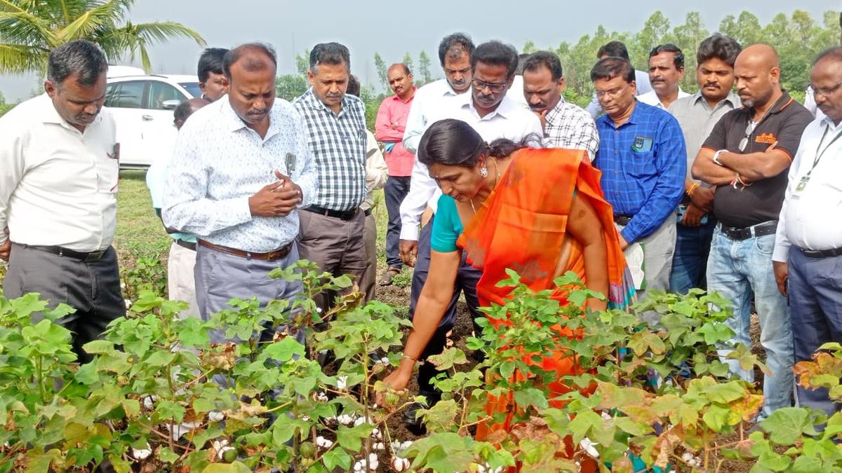 TNAU developing robotic cotton harvesting machine, says Vice-Chancellor